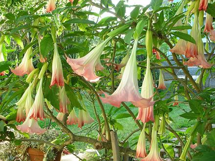 1angel-trumpet.jpg