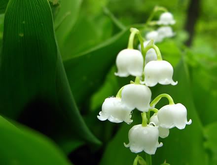 1lily-of-the-valley.jpg