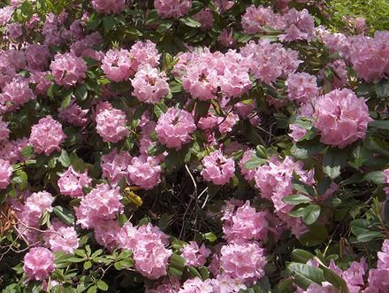 1rhododendron.jpg