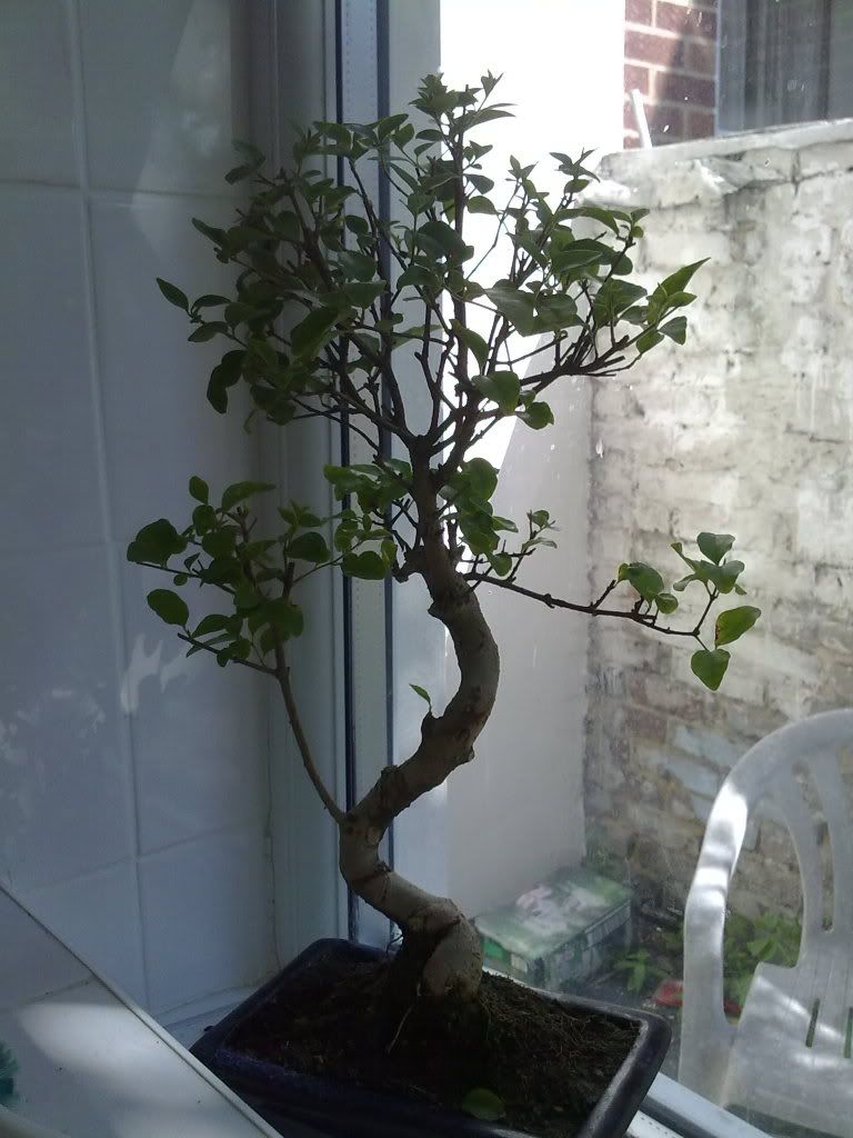 25062010081.jpg