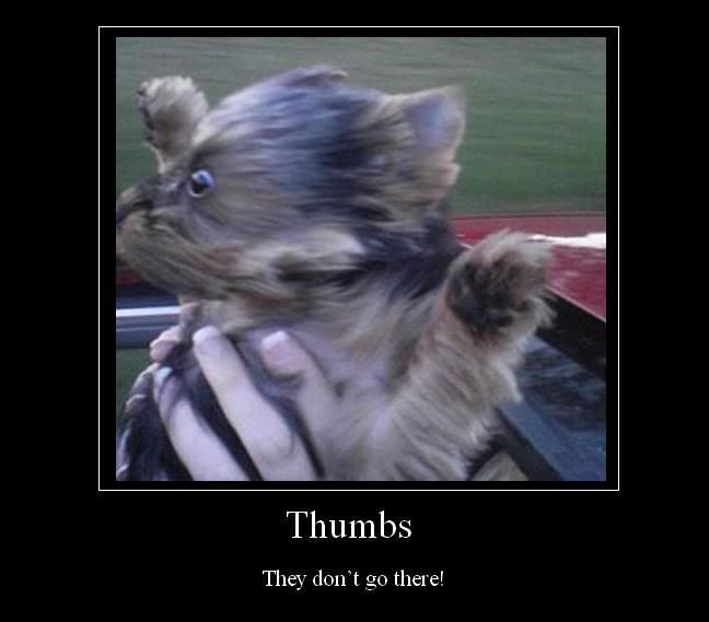 dog.jpg