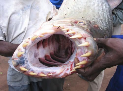 tiger-fish-congo-river.jpg