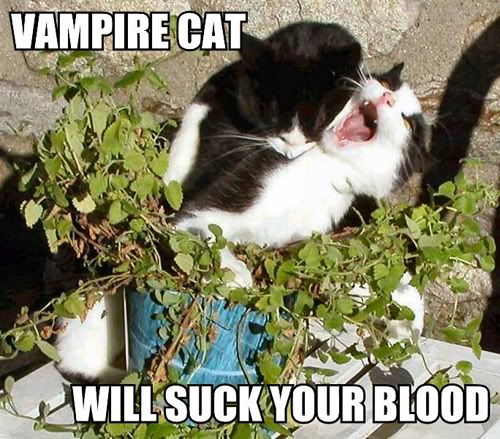 vampire-cat-will-suck-your-blood.jpg