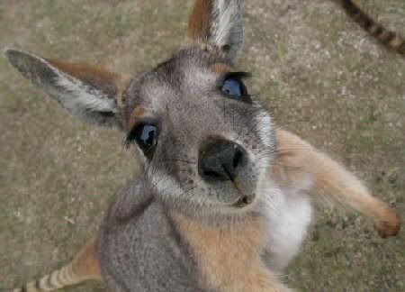 kangaroo Pictures, Images and Photos