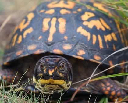 Box Turtle Pictures, Images and Photos