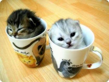 kitties-in-teacup1.jpg