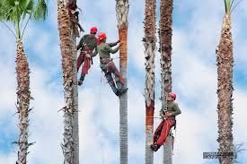  photo Tree Maintenance Service 2_zpsbtysjdaf.jpg