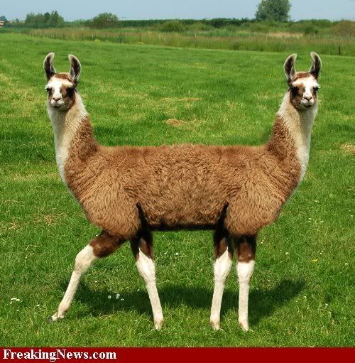 Double Headed Llama