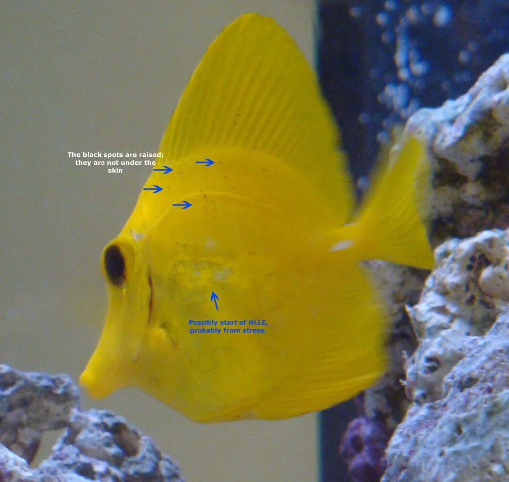 Yellow Tang Ich