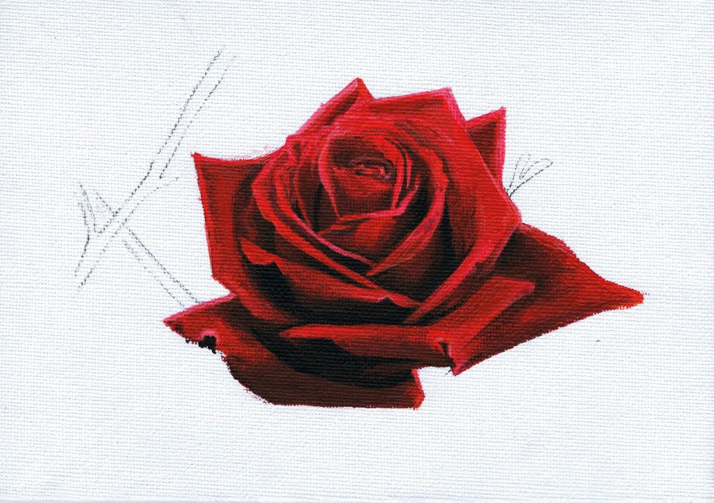 How To Paint A Rose. of my painting a rose will
