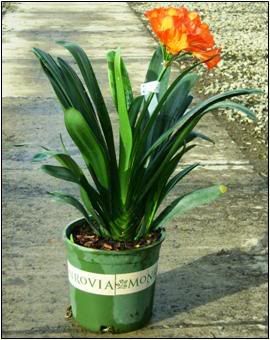 Clivia Belgian Hybrid