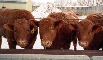 Cattle at feedlot