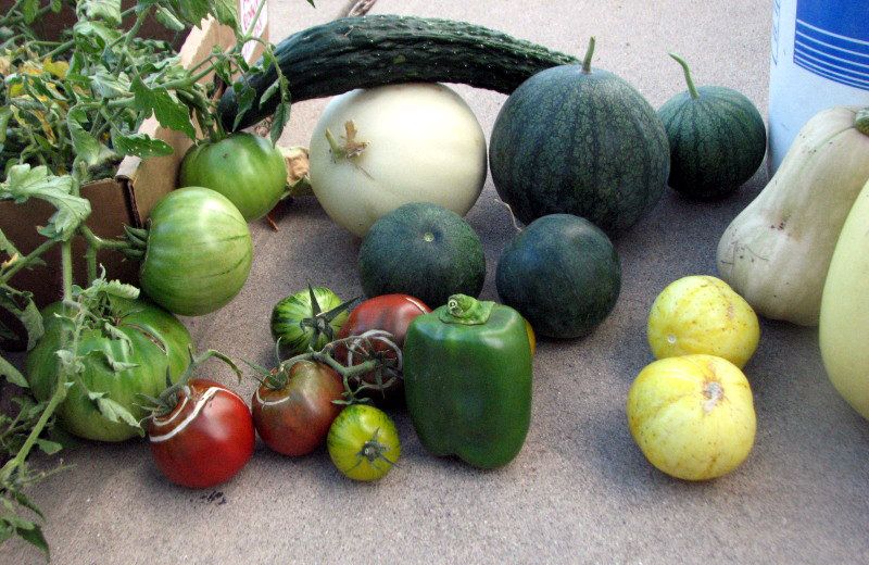 A Motley Crew of Summer Vegetables