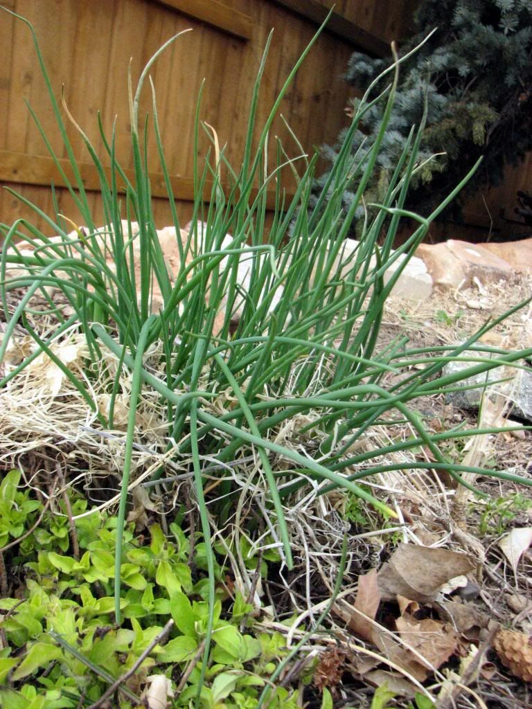 Survivor Chives