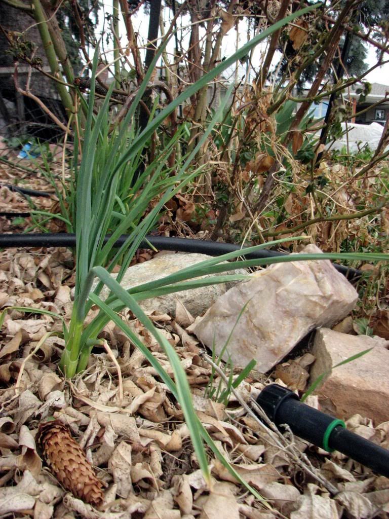 Green Garlics