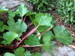 More Rhubarb in the Early Summer Garden