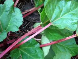 Rhubarb in the Early Summer Garden #1