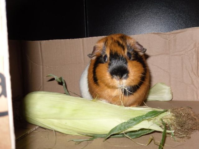 SAM_0335.jpg
