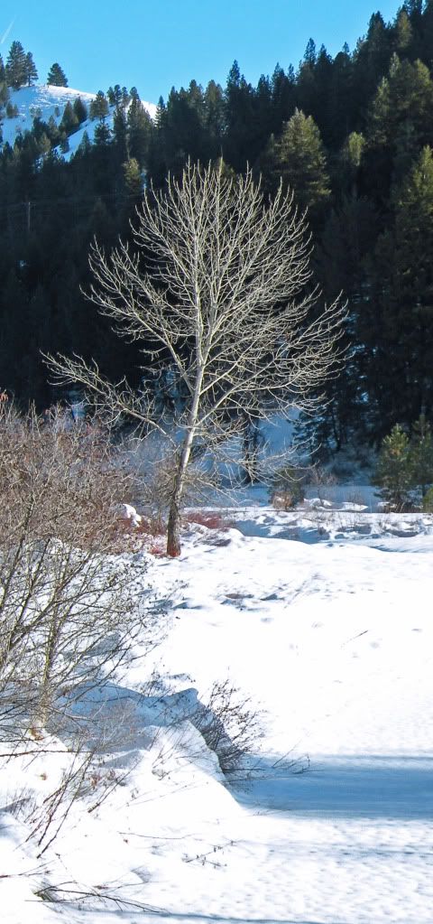 snow and tree